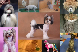 Fryzury dla zwierząt: umowa zgodna z umysłem Fryzury dla zwierząt: umowa zgodna z umysłem